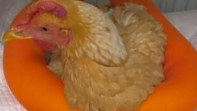 صورة لماذا أحالت  ” نقابة البيطريين” الطبيب صاحب ” جراحة الفرخة” للتحقيق؟