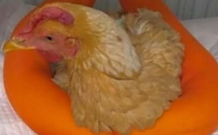 عملية جراحية للفرخة